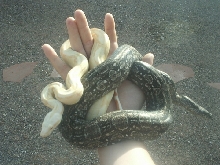 Albino Boa Constrictor Female & Argentine Boa Female